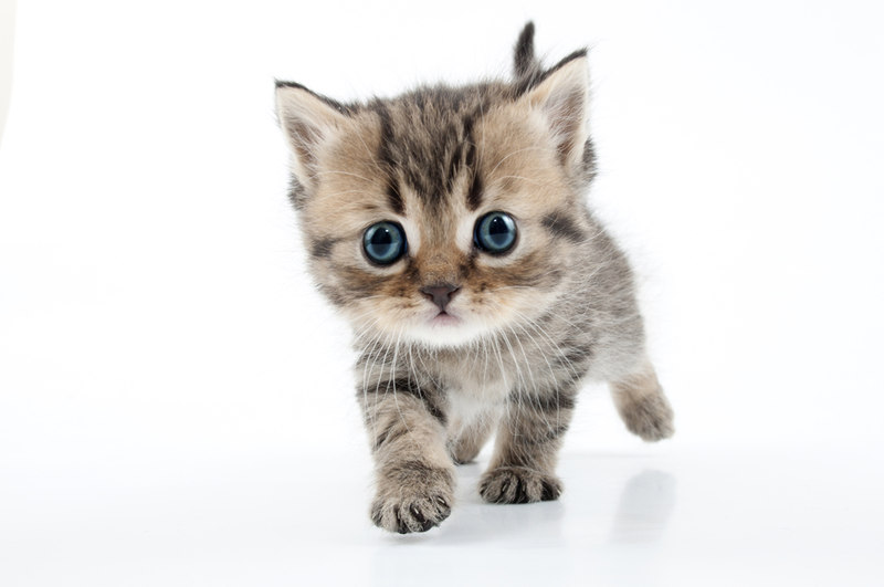 Illustration for article titled Cats: They're Bad